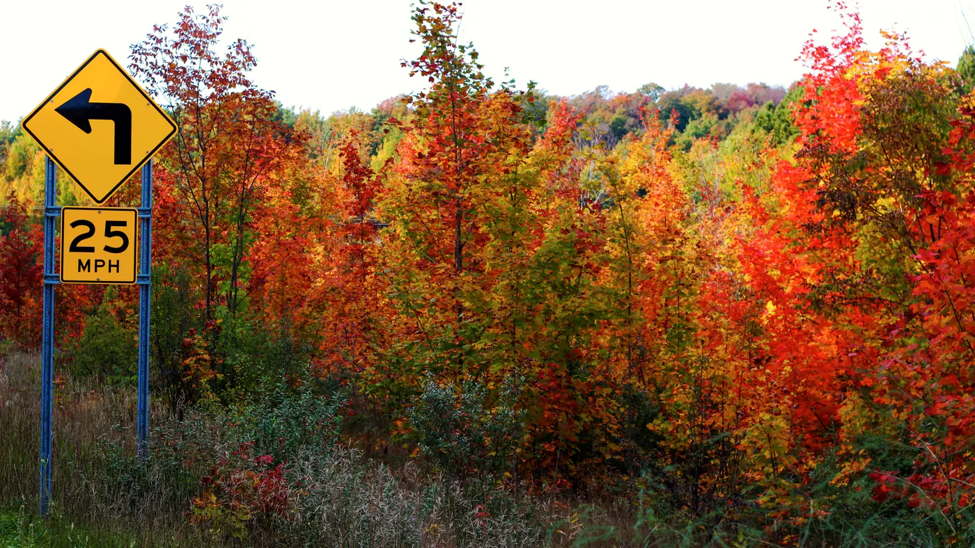 Yellow curve warning sign beside an autumn forest
